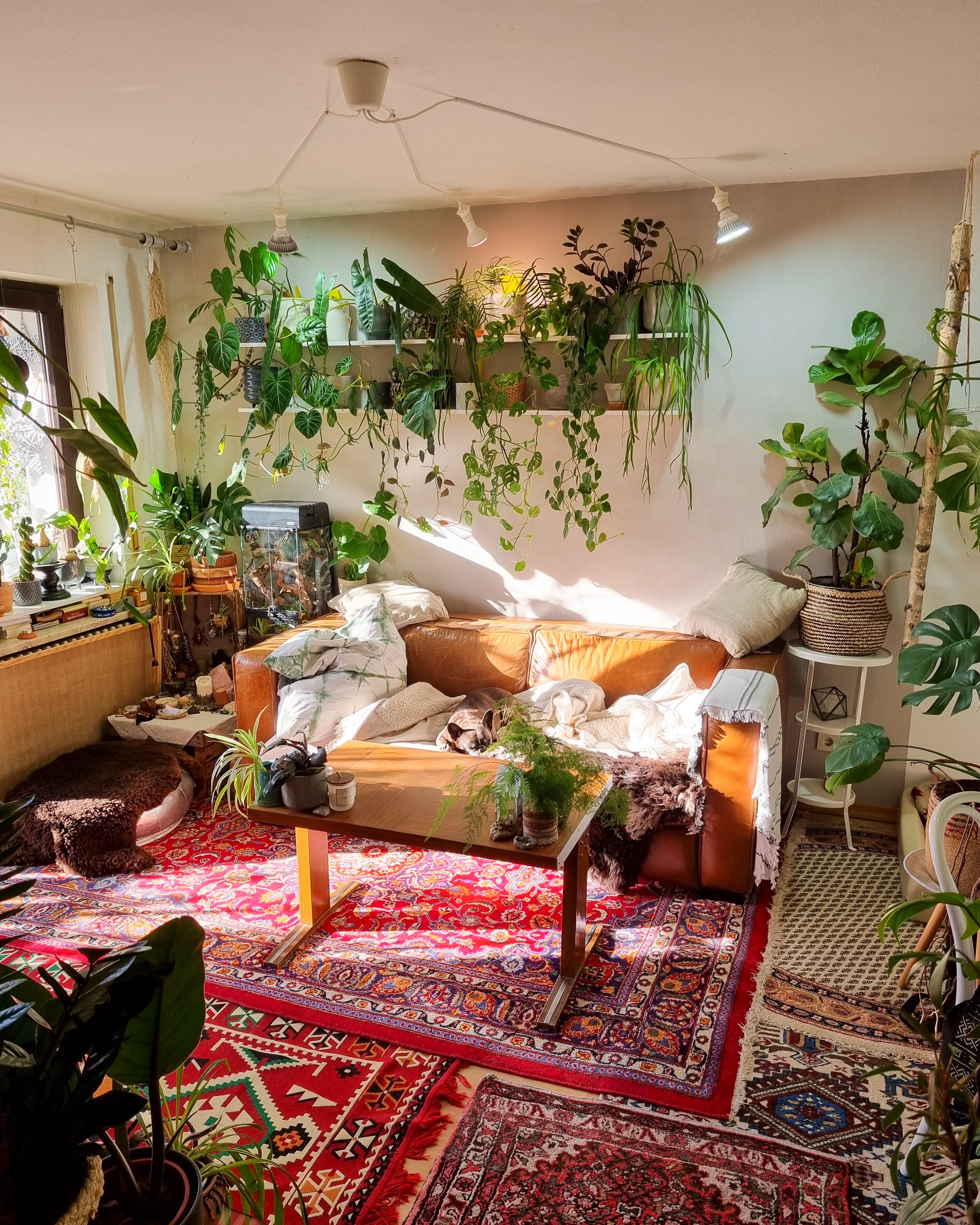 Wohnzimmer Vibes 🪴 #Wohnzimmer #Wohnung #Regal #Pflanzen #Teppich #couchtisch #Sonne #Couch #Sofa 