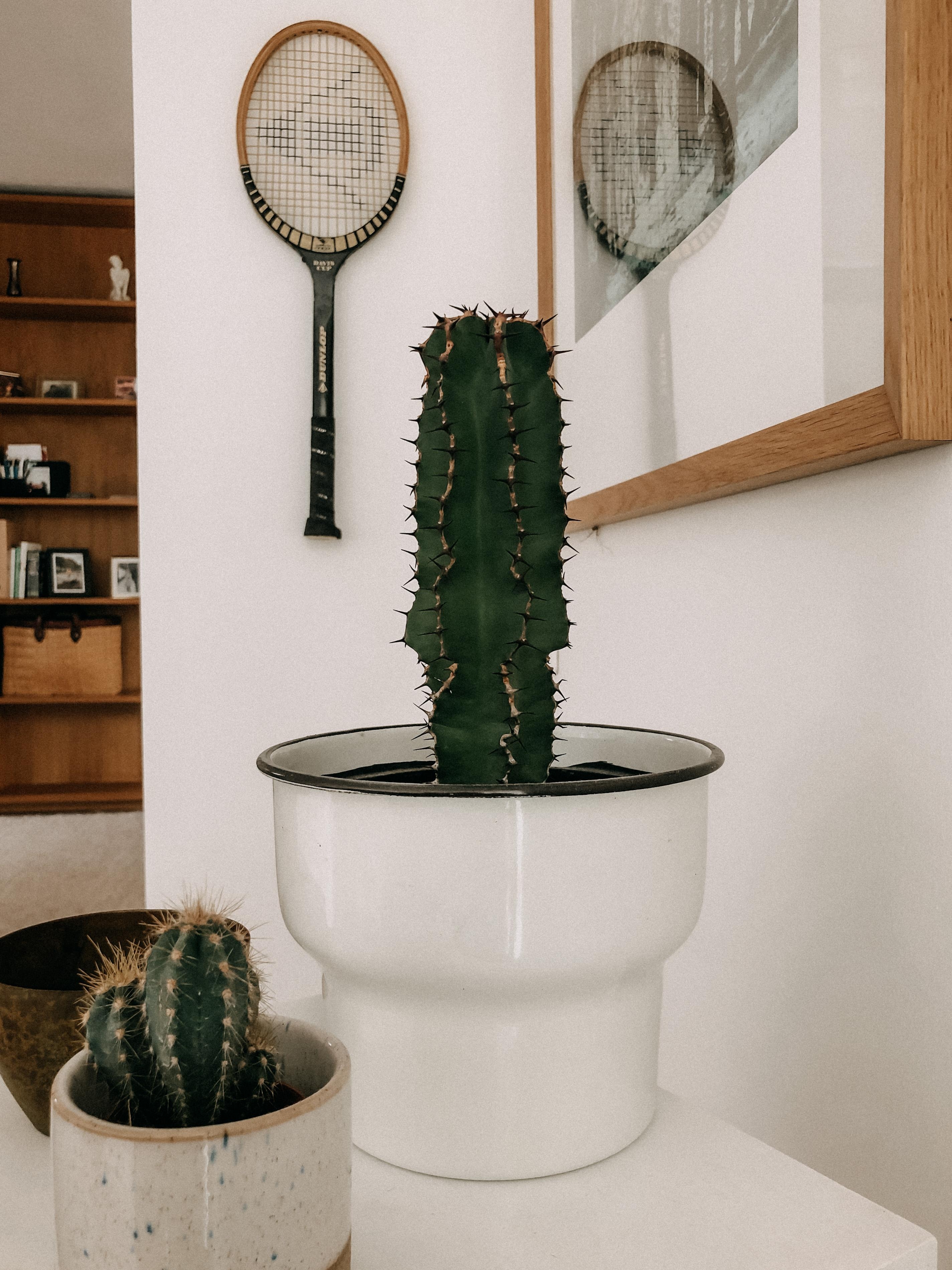 #wohnzimmer #vintagedecoration #kaktus #einbauschrank #eiche #holzliebe #dunlop #tennis