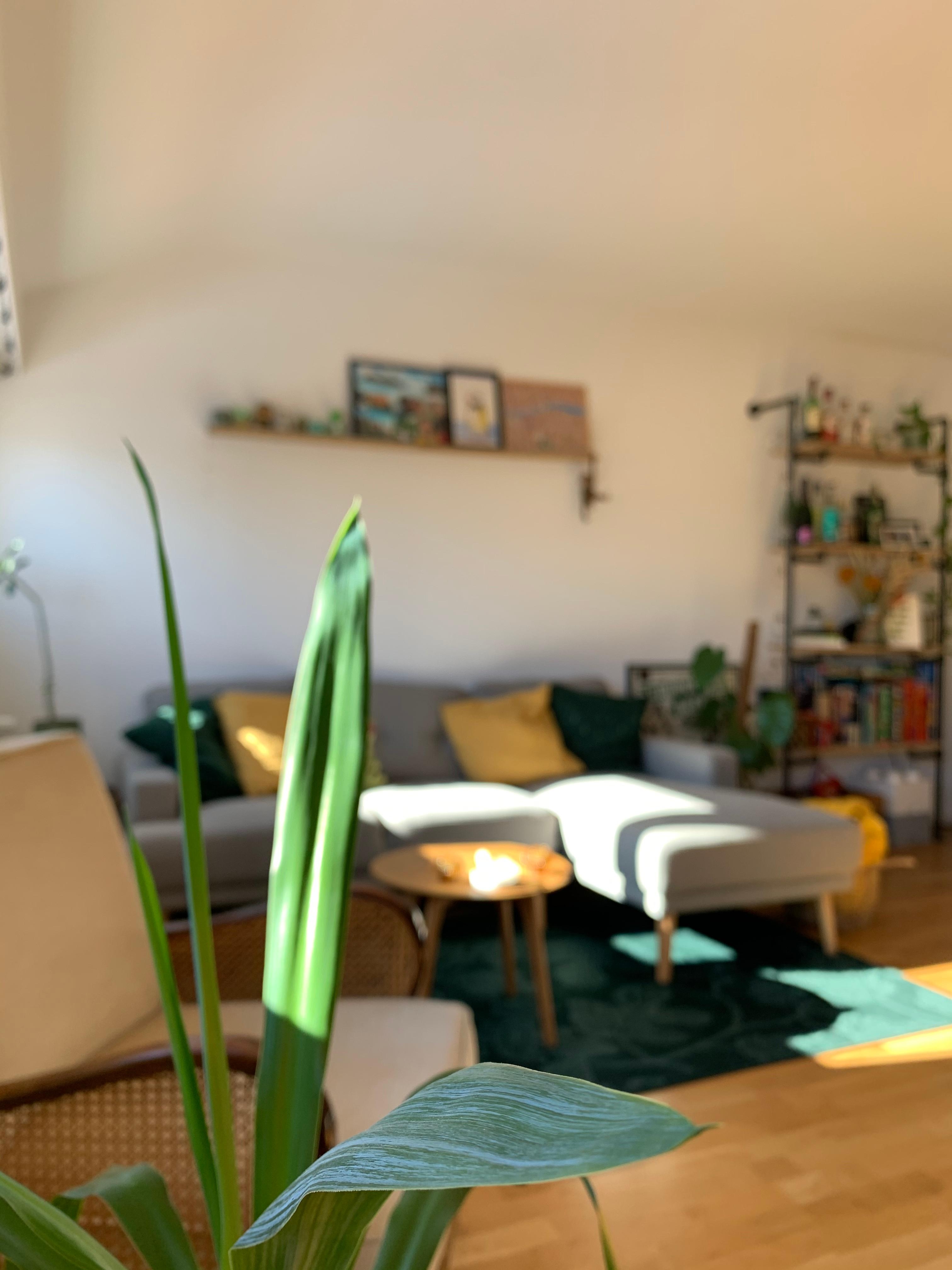 Wohnzimmerliebe ❤️
#livingroom #wohnzimmer #plants 