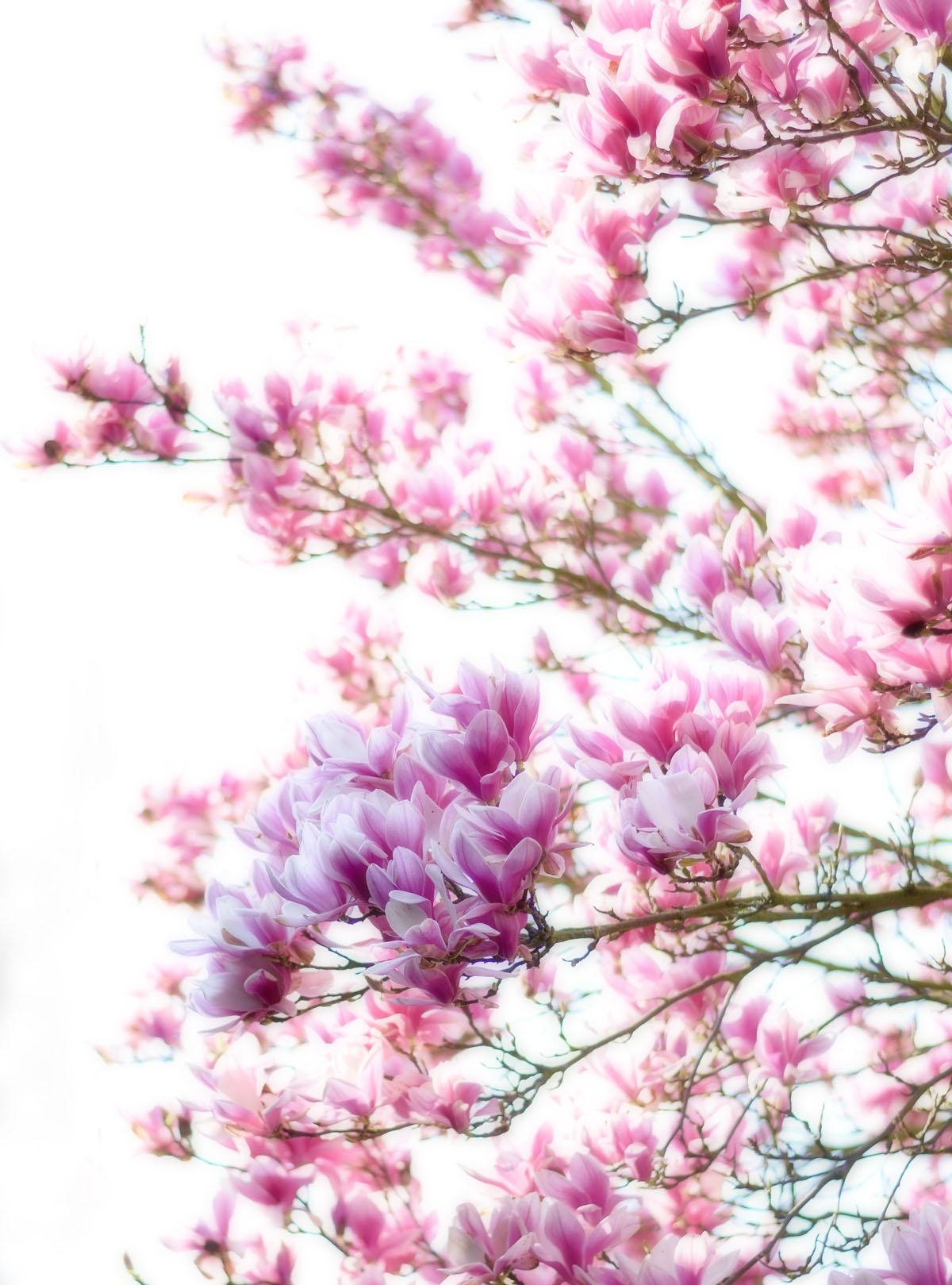 Wunderschöne Magnolien...
#magnolie #flowerpower #frühling 