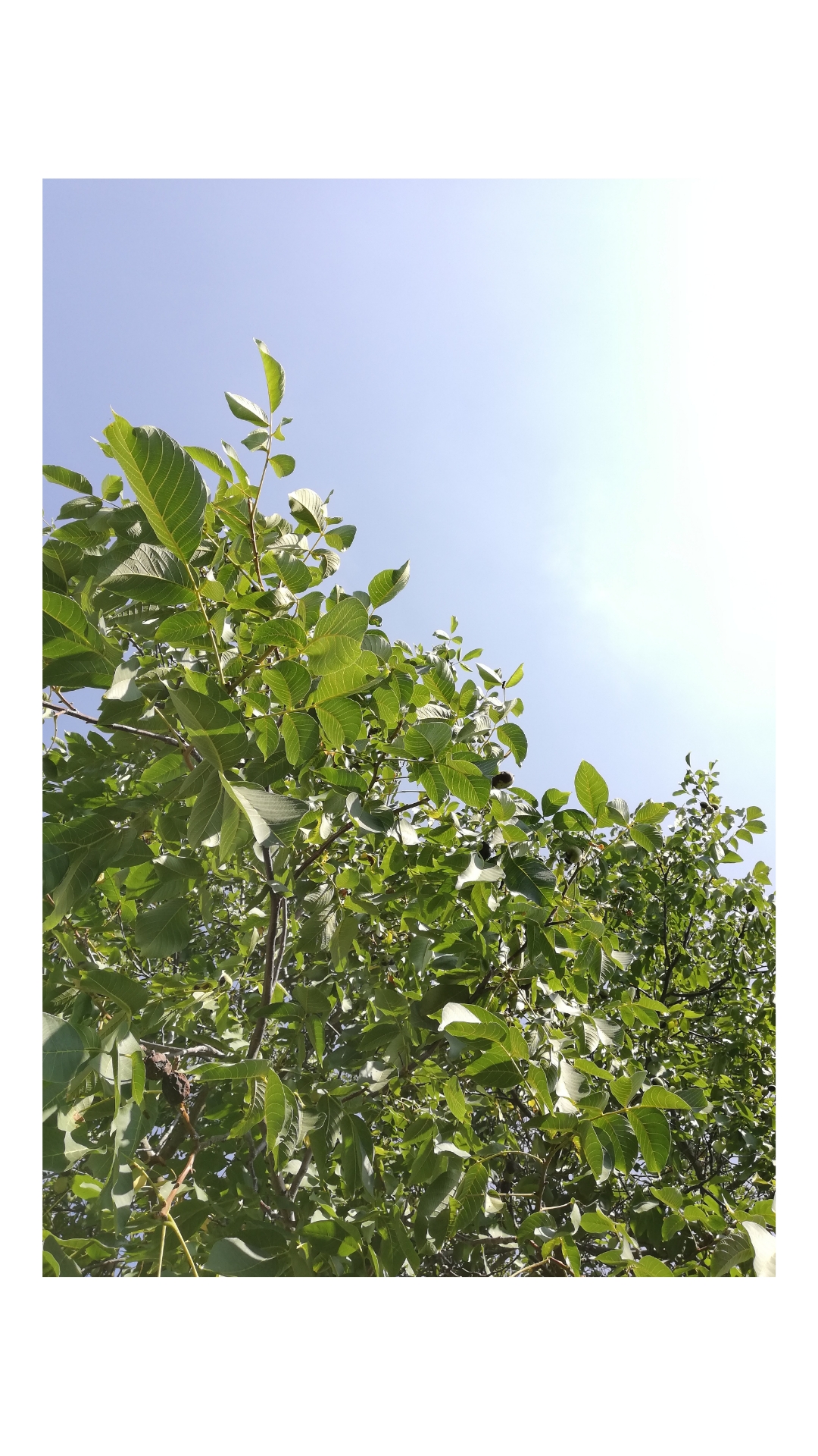 You can find me under the walnut tree #weekend #greenality #zuhausesein #heimat #pflanzenreich #natur #familienzeit 