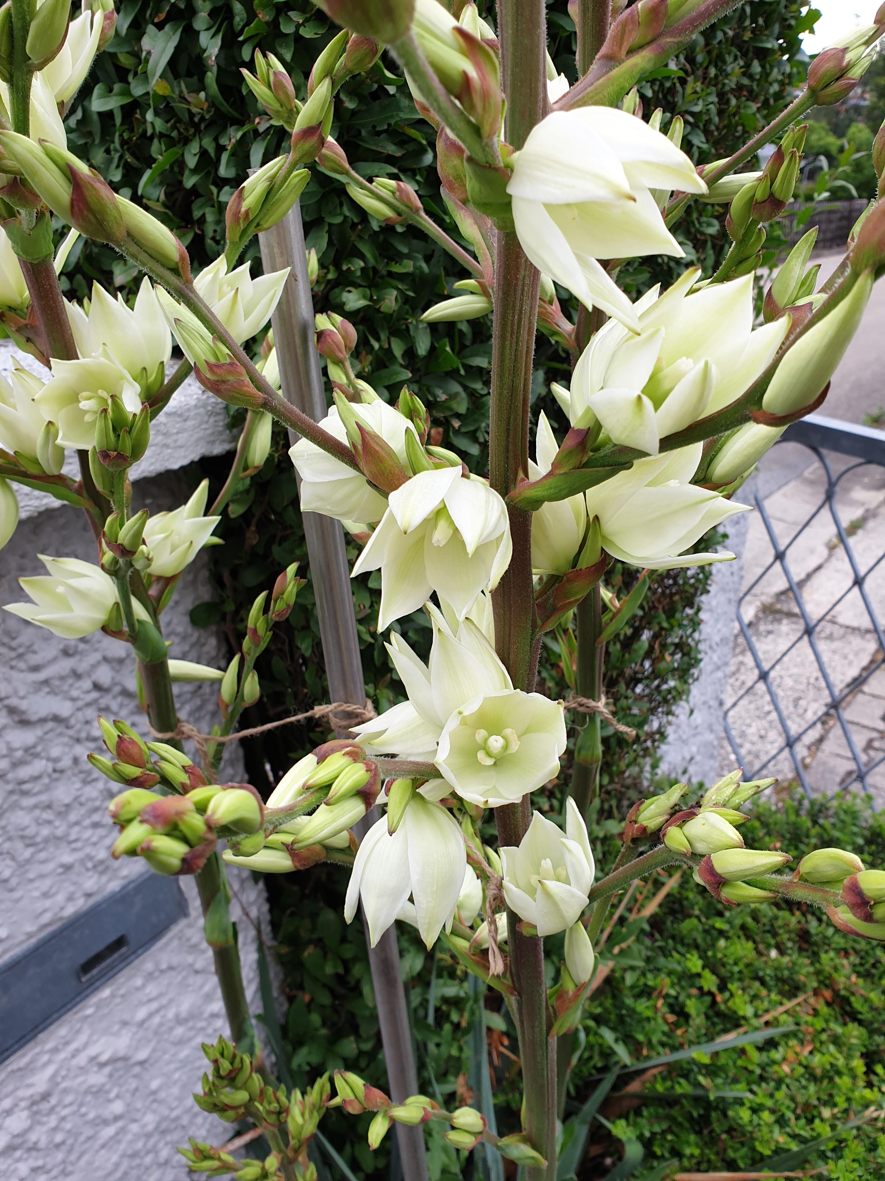 #yucca #palme #garten #blüten #sommer