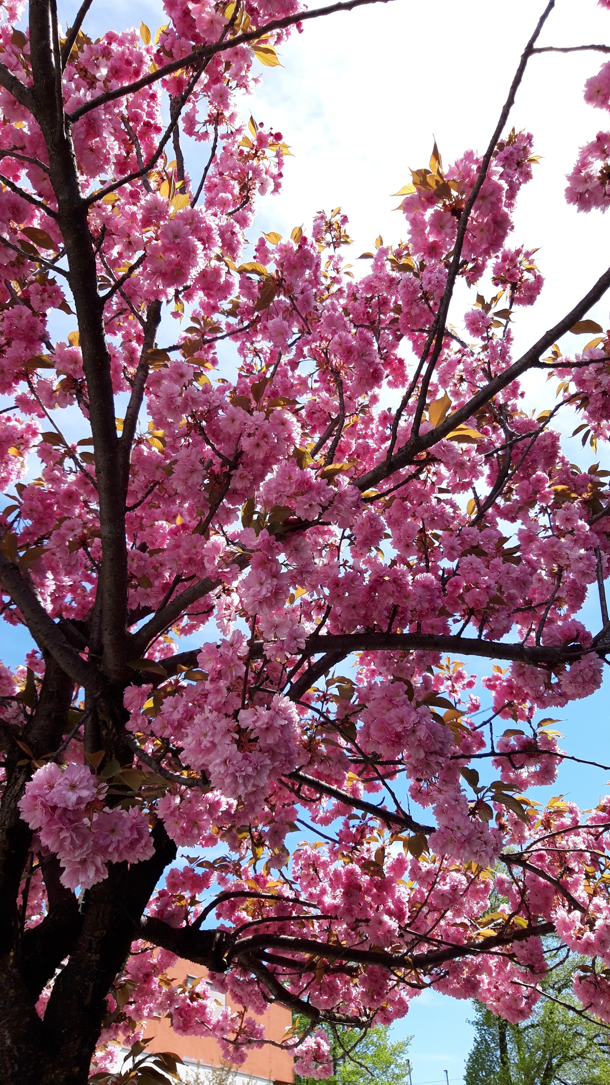 Zauberhafte Kirschblüten