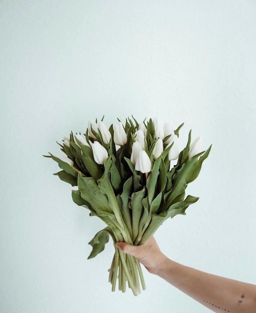 Zeit für Tulpen 🤍
#tulpen #frühling 
