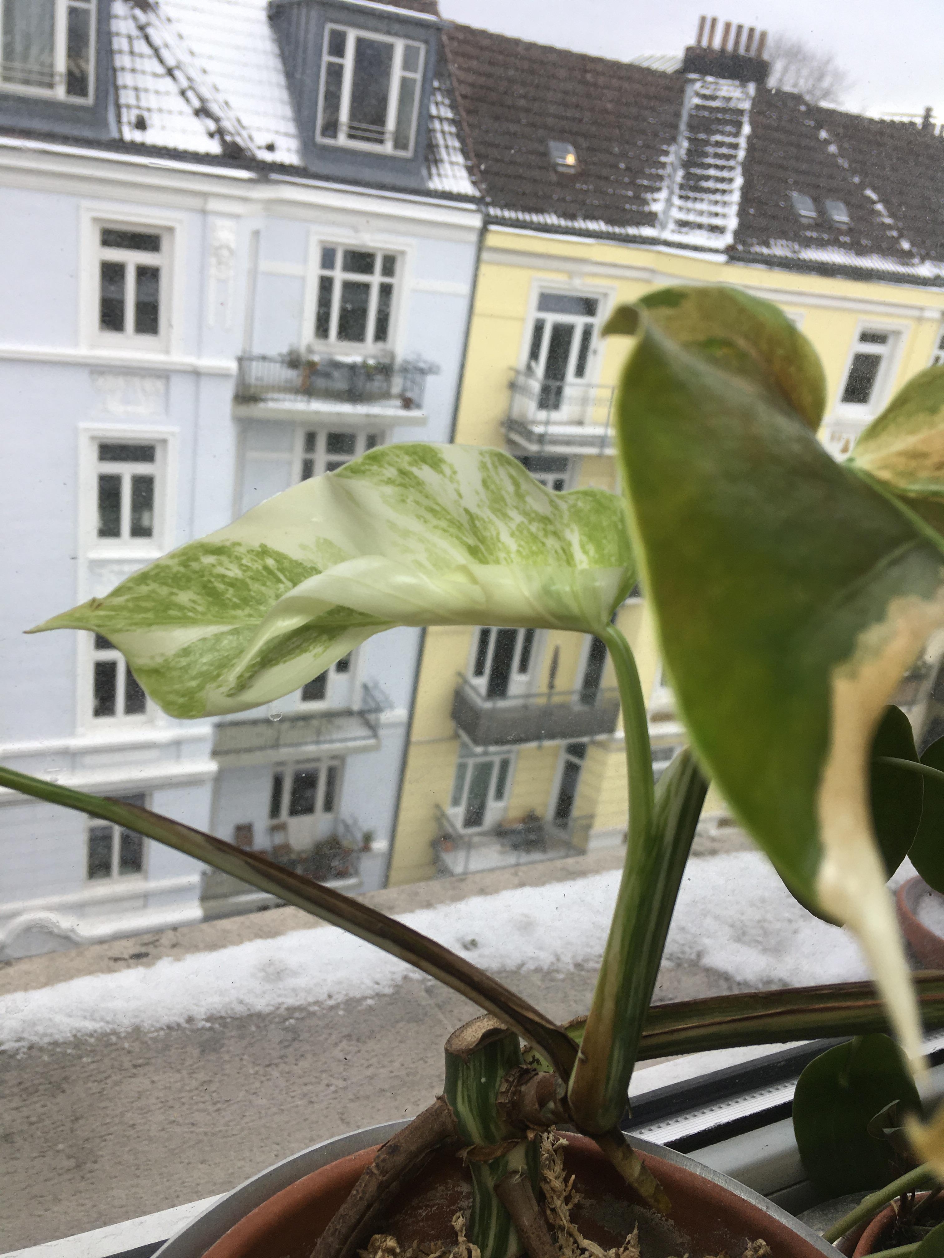 Zimmer mit #Pflanzenliebe und Aussicht. Newborn leaf #variegata 