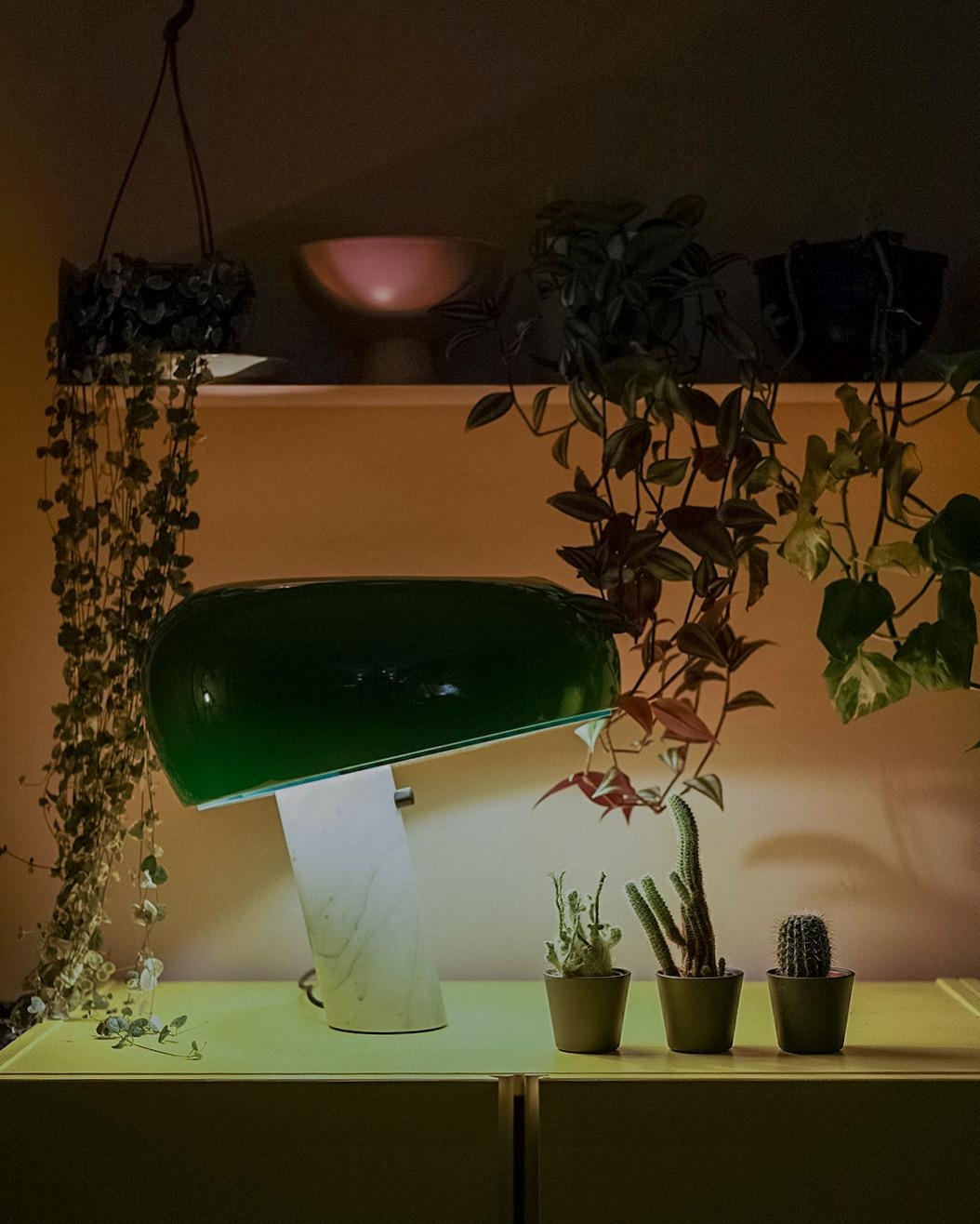 Zimmerpflanze bei Nacht #zimmerpflanze #livingchallenge