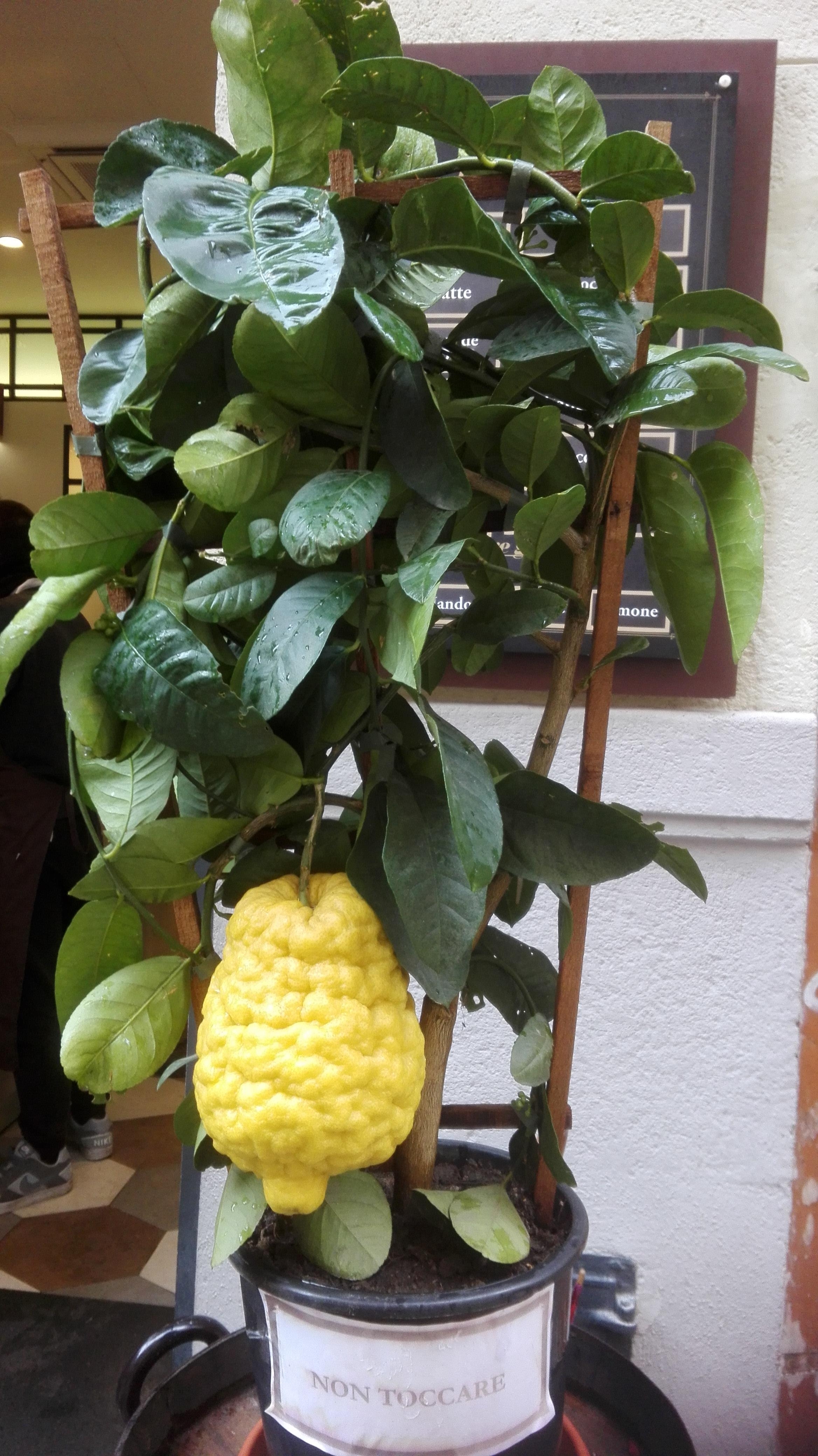  Zitronen in Sizilien