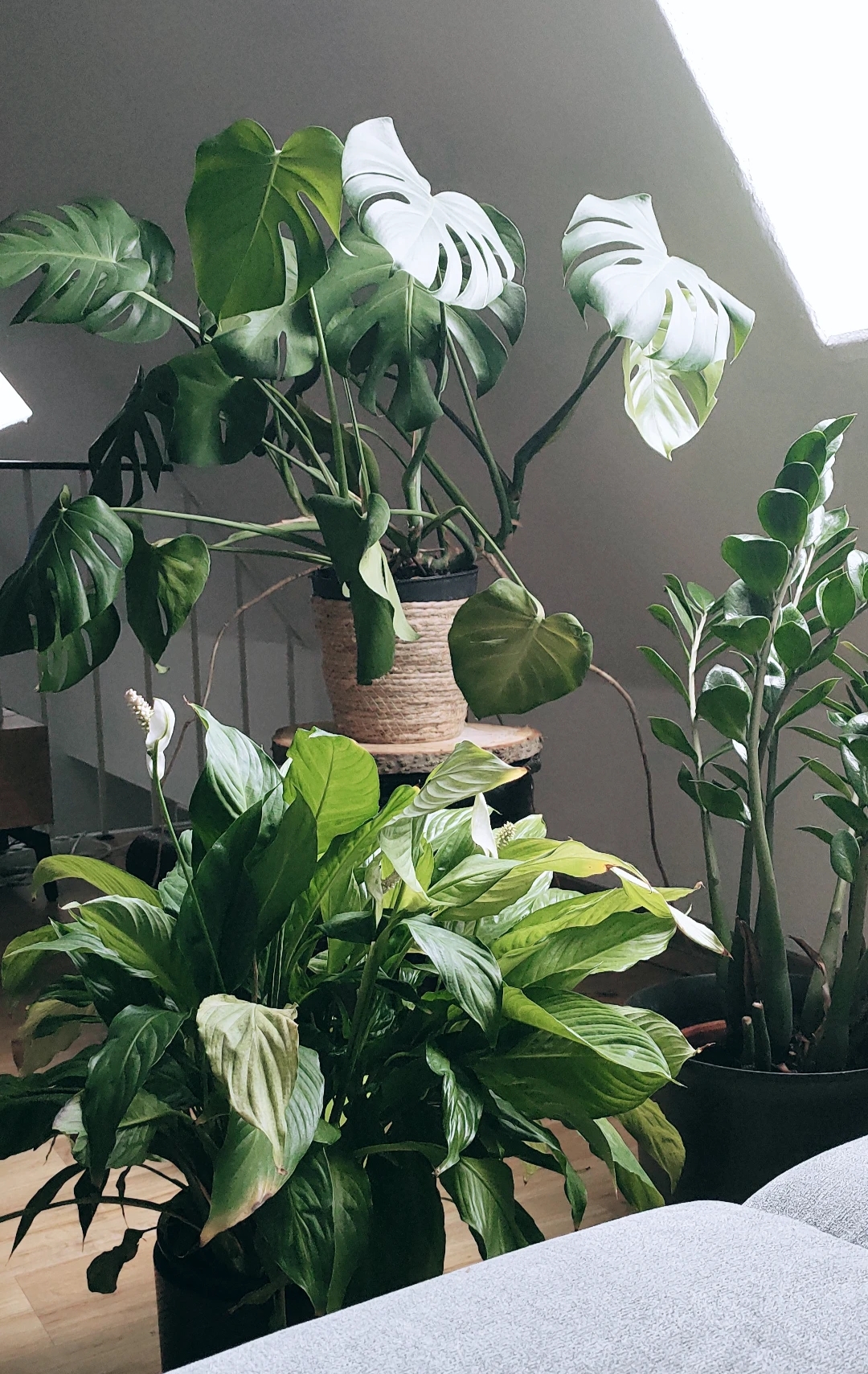 Zu viele Pflanzen gibt es nicht oder?
#monstera #urbanjungle #zimmerpflanzen #pflanzenliebe