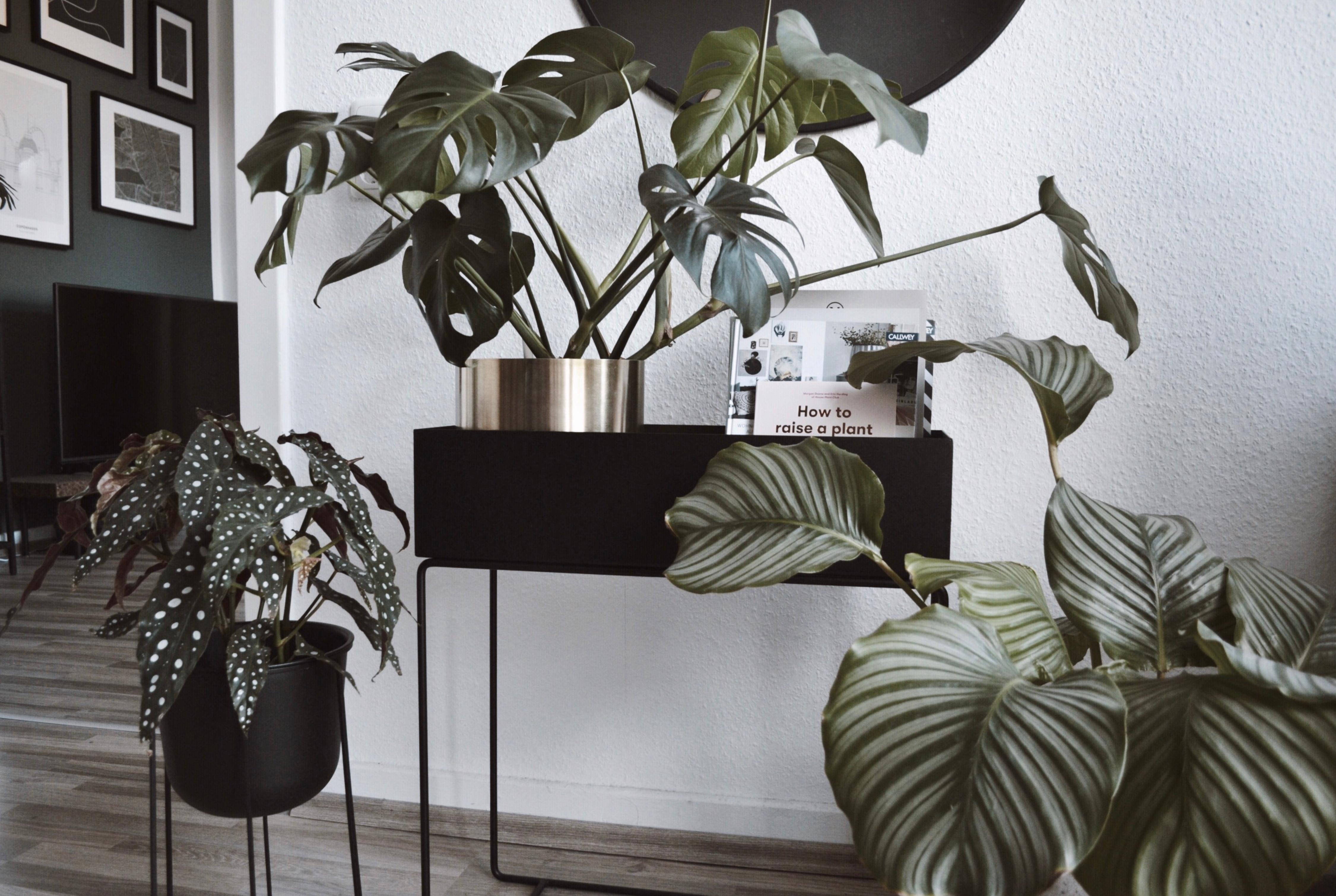 Zuhause bei den Pflanzen. Oder bei mir. Wir leben in einer ganz guten Beziehung ☺️ #plantparenthood #couchstyle 