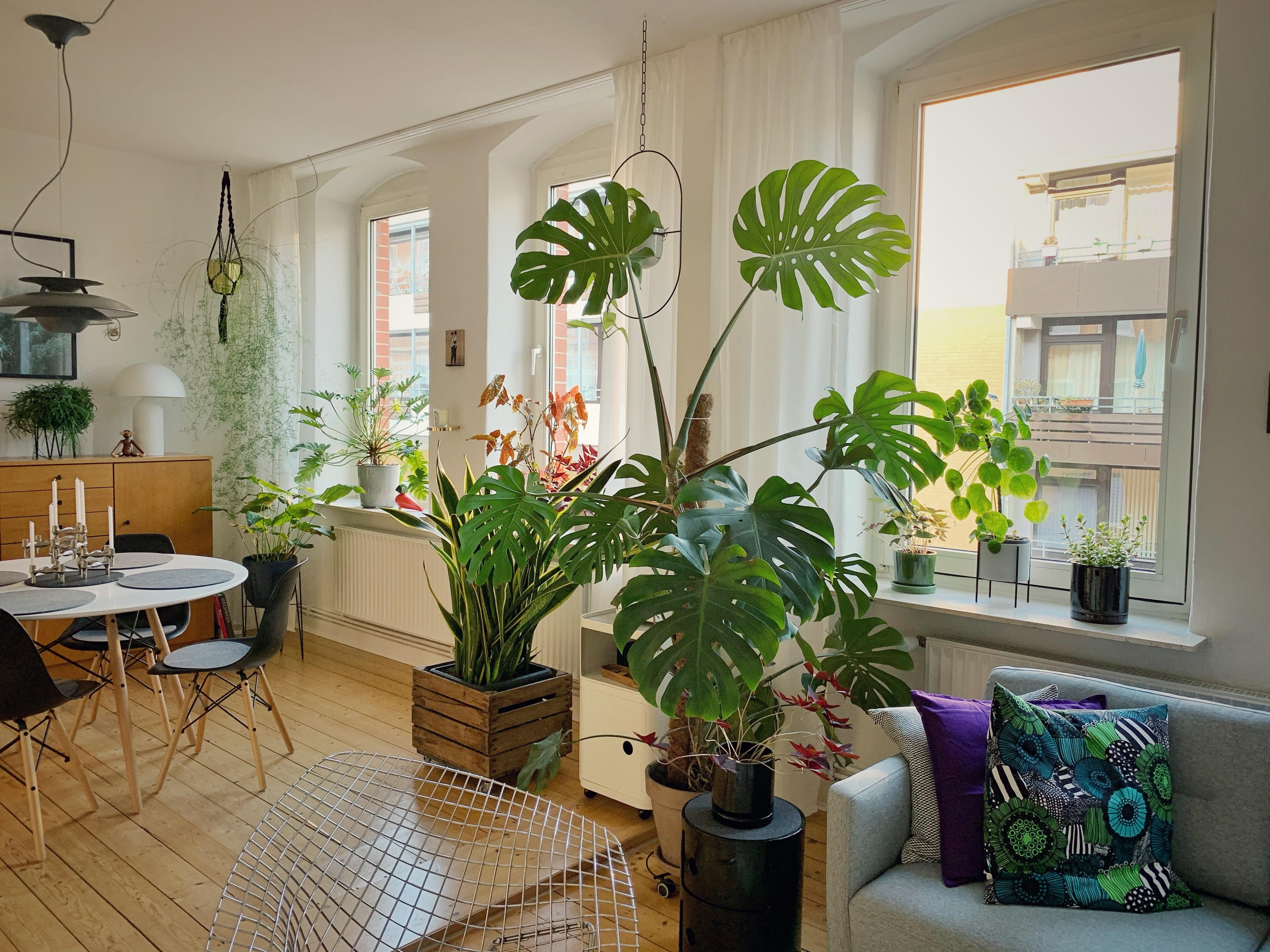 Zuhause...Am besten mit viel Grün in der Wohnung. Ich liebe es grün... #livingchallenge #plantgang #couchstyle