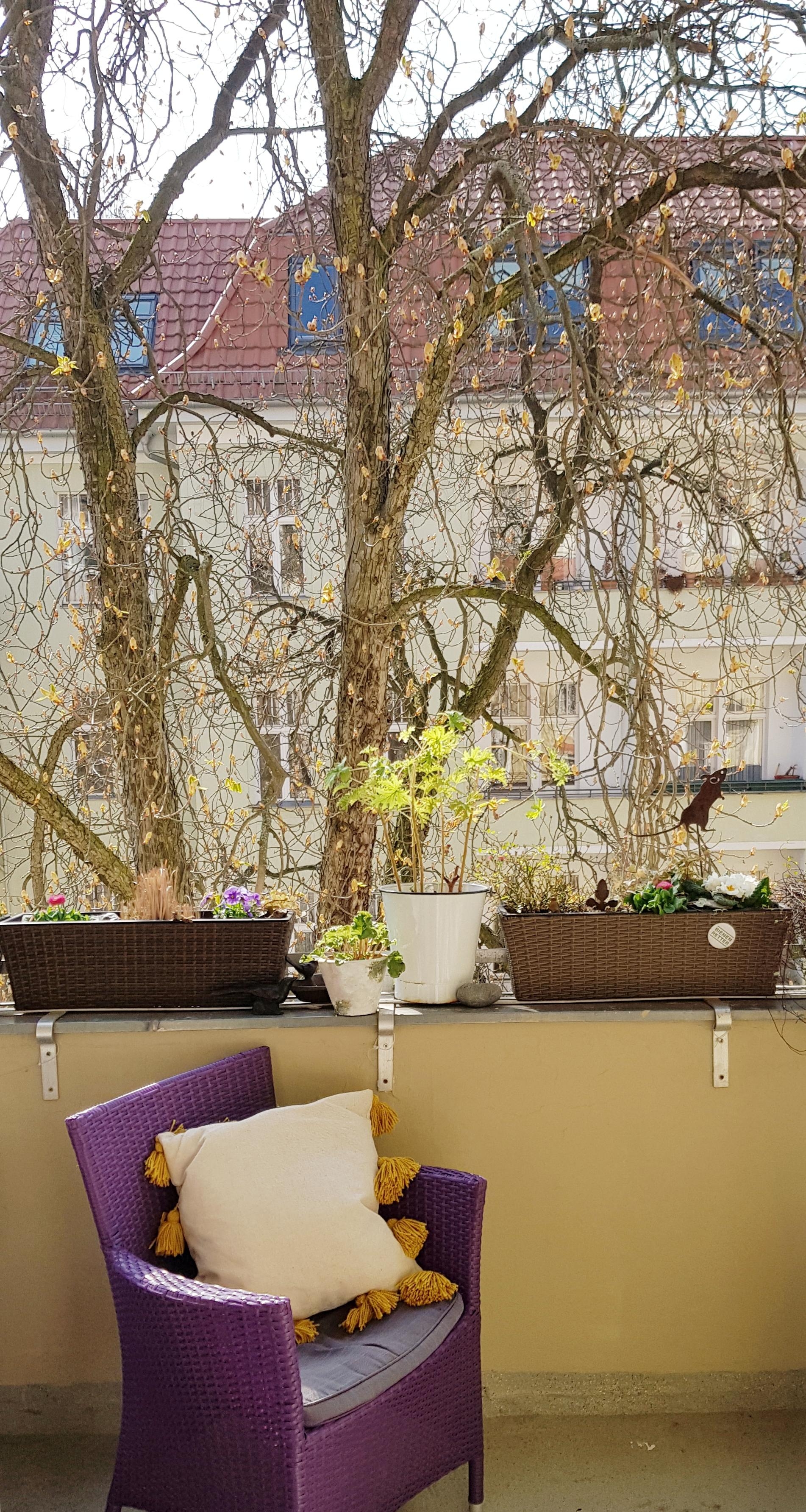 Zum #freshflowerfriday meine K
nospentreibende Kastanie 🌳#stayathome #balkon 