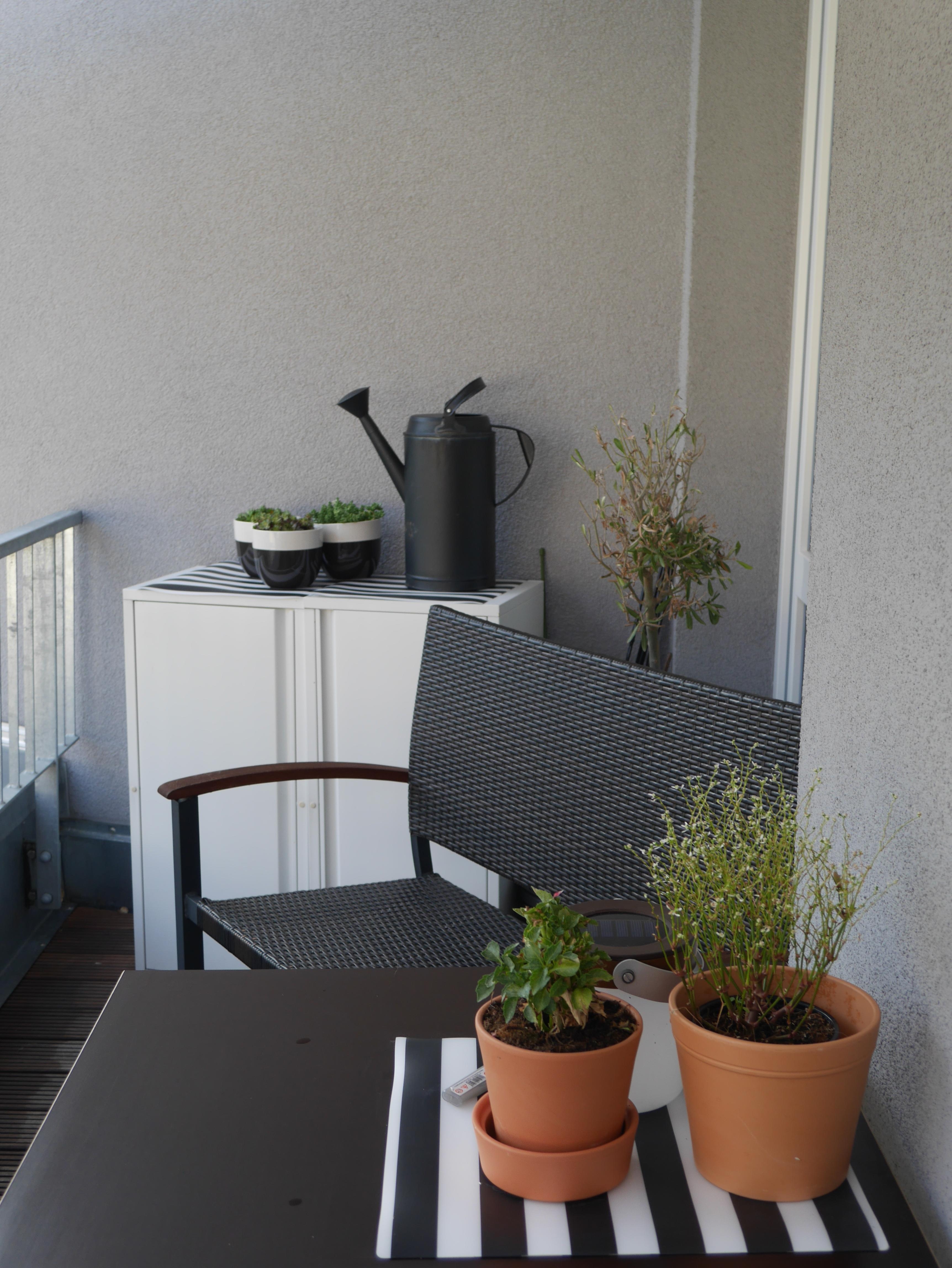 Zuwachs in der Pflanzengang #succulenten #balkonien #sommer