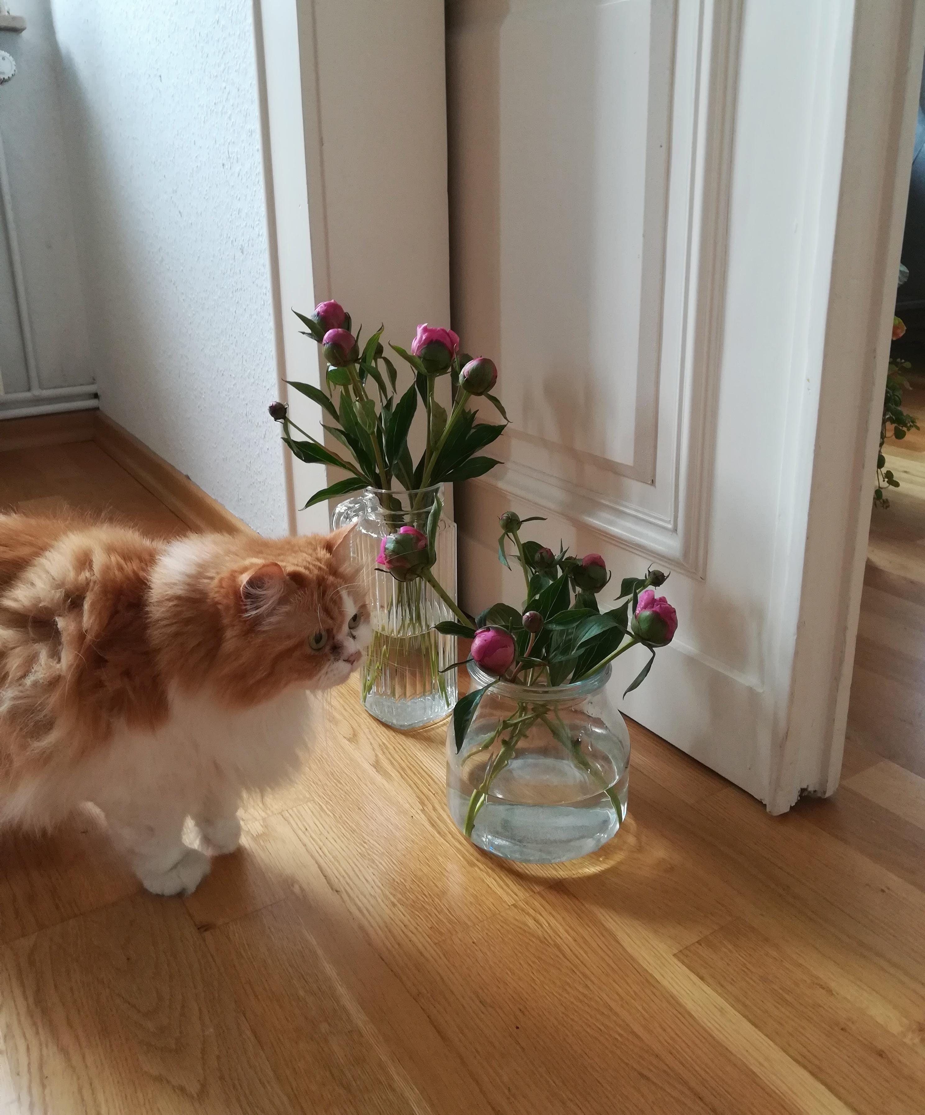 Zwar keine #hortensien aber trotzdem schön :) #pfingstrosen #cat #katze #blumen #flowers #hortensienwoche 